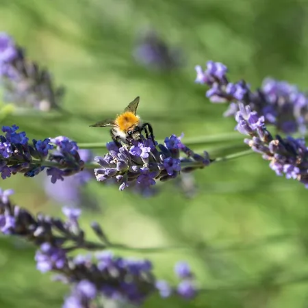 Sleme House בית כפרי