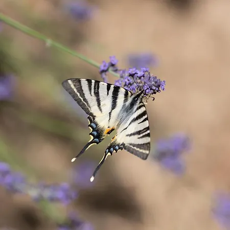 בית כפרי Sleme House