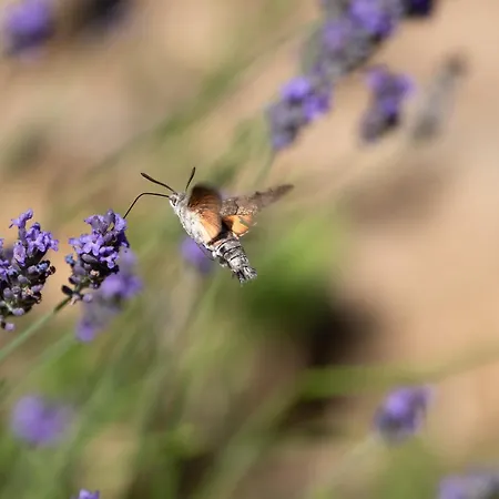 בית כפרי Sleme House *