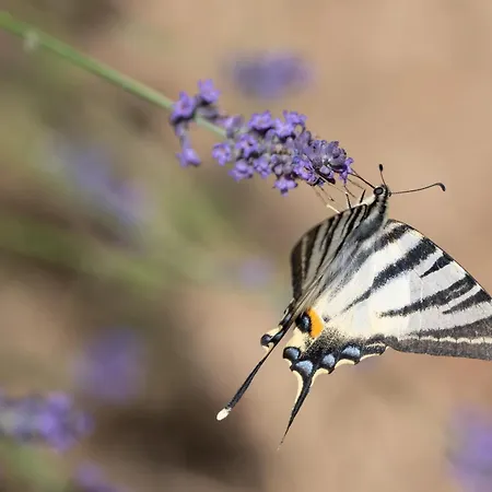 Sleme House בית כפרי