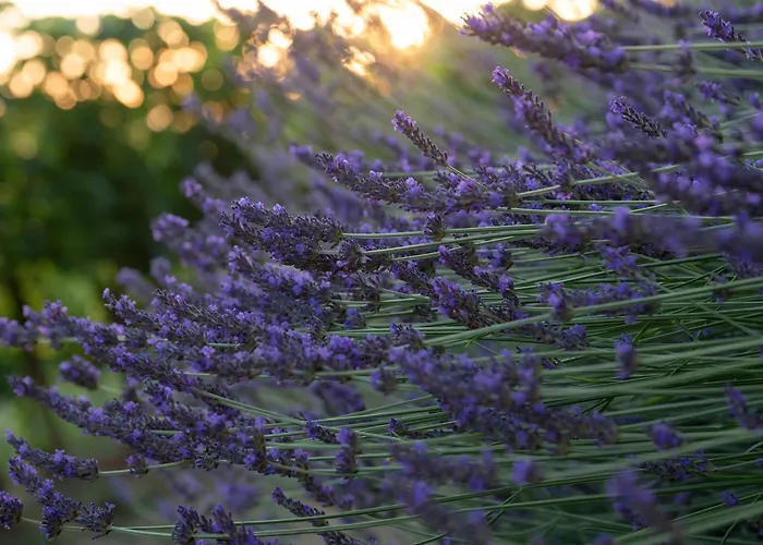 בית כפרי Sleme House