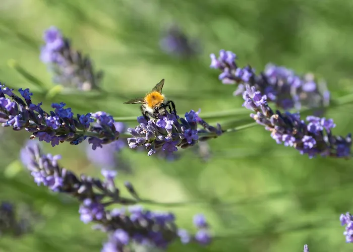 Sleme House בית כפרי