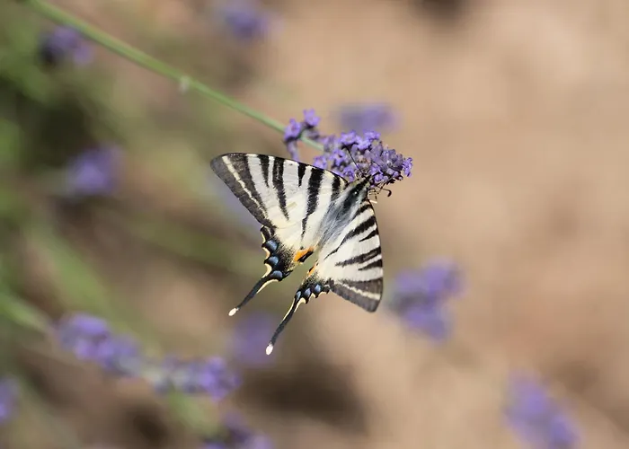 Летний дом Sleme House