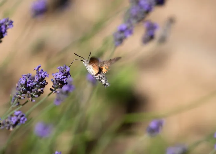 בית כפרי Sleme House *