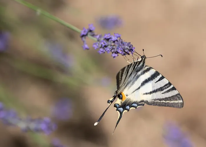 Sleme House Летний дом